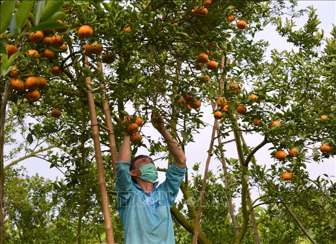 Các nhà vườn ở huyện Lai Vung tất bật thu hoạch quýt hồng để kịp phục vụ thị trường Tết Nguyên đán Nhâm Dần năm 2022. Ảnh: Nhựt An - TTXVN