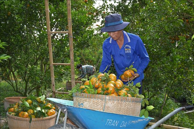 Năm nay, vườn quýt hồng của anh Hồ Nhựt Tâm ngụ xã Long Hậu, huyện Lai Vung có sản lượng khoảng 30 tấn trái, tăng gần gấp đôi so với năm 2021. Ảnh: Nhựt An - TTXVN