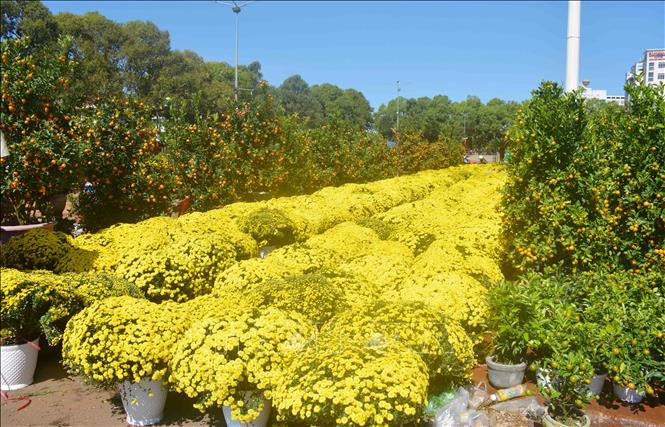 Photo: Yellow chrysanthemum flowers on sale in Dak Lak province. VNA Photo: Hoài Thu 
