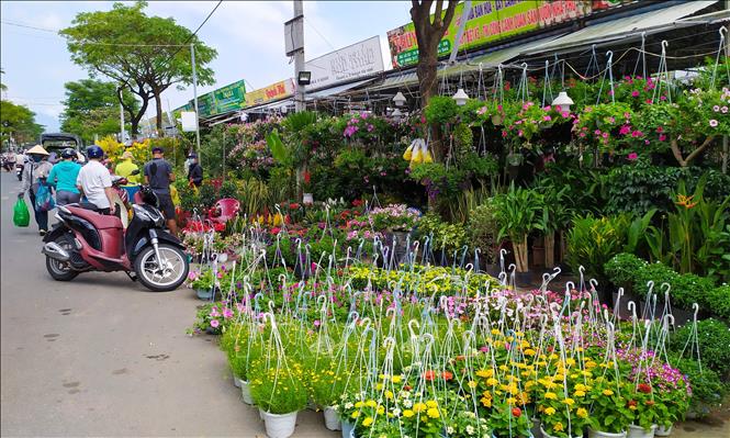 Đà Nẵng: Nhiều điểm bán hoa, cây cảnh phục vụ người dân trang trí ...