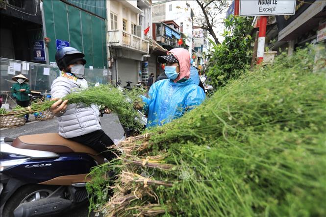 Chọn mua mớ mùi già để xông nhà, đun nước tắm trong ngày tất niên là truyền thống của nhiều gia đình trong dịp Tết cổ truyền. Ảnh: Hoàng Hiếu - TTXVN 