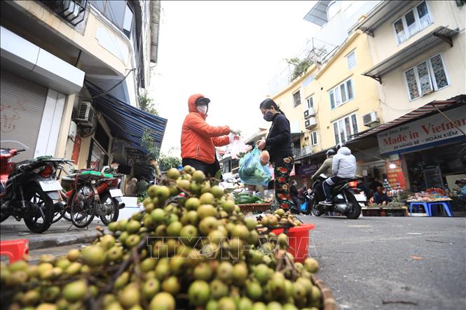 Sung là loại quả được săn đón vào ngày Tết bởi mang nhiều ý nghĩa tốt đẹp cho một năm mới. Ảnh: Hoàng Hiếu - TTXVN 