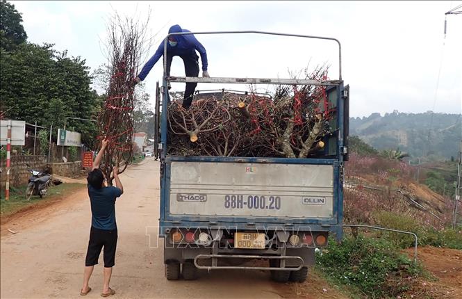 Khách các tỉnh về thu mua đào Tết ở thôn Quảng Hồng, xã Quảng Lạc, thành phố Lạng Sơn. Ảnh: Anh Tuấn - TTXVN