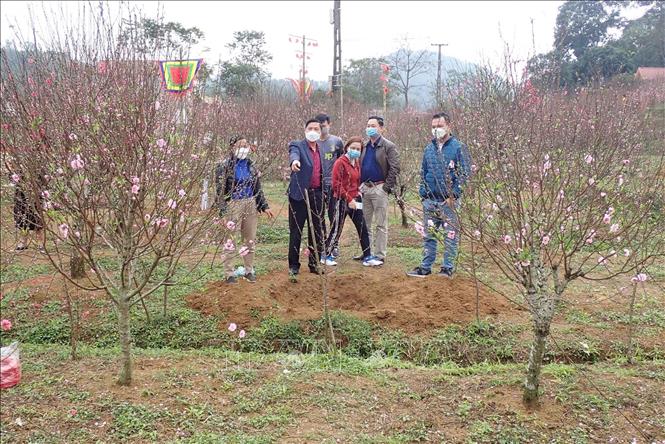 Du khách chọn đào chơi Tết tại các vườn đào ở thôn Quảng Hồng, xã Quảng Lạc, thành phố Lạng Sơn. Ảnh: Anh Tuấn - TTXVN