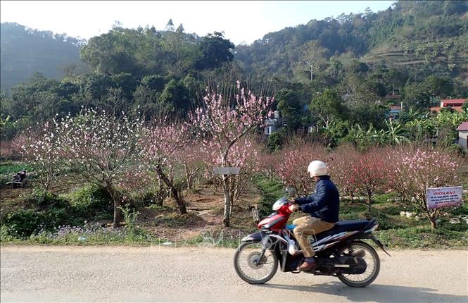 Vườn đào của hộ gia đình ở thôn Quảng Hồng, xã Quảng Lạc, thành phố Lạng Sơn. Ảnh: Anh Tuấn - TTXVN
