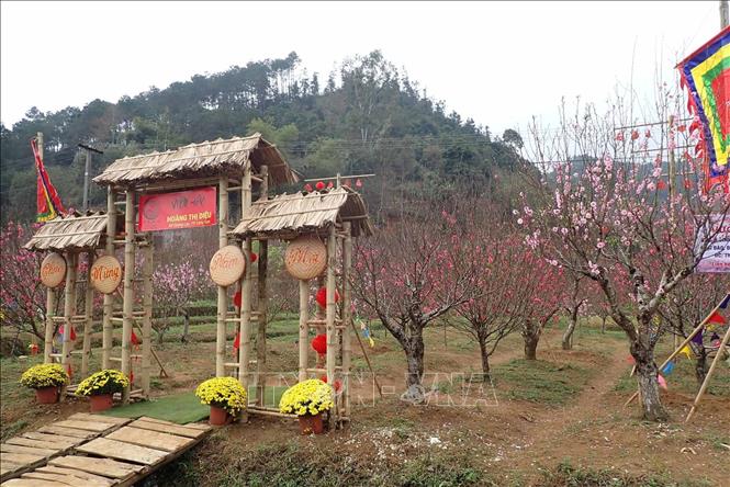 Vườn đào Hoàng Thị Diệu ở thôn Quảng Hồng, xã Quảng Lạc, thành phố Lạng Sơn. Ảnh: Anh Tuấn - TTXVN