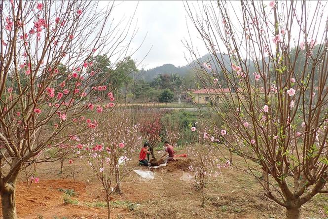 Xã Quảng Lạc, thành phố Lạng Sơn hiện có 62 ha đào phục vụ Tết. Ảnh: Anh Tuấn - TTXVN