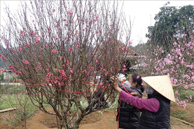 Người trồng đào ở thôn Quảng Hồng, xã Quảng Lạc, thành phố Lạng Sơn bó đào trước khi bứng gốc mang đi tiêu thụ. Ảnh: Anh Tuấn - TTXVN