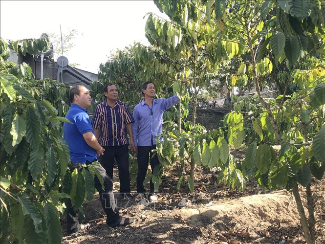 Trong ảnh: Ông A In truyền đạt kinh nghiệm trồng cây cà phê cho các hộ gia đình tại làng O. Ảnh: Khoa Chương - TTXVN