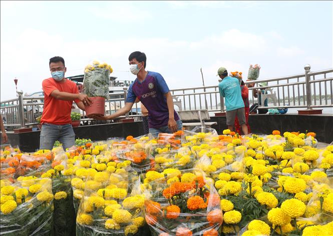 Trong ảnh: Người dân chuyển hoa lên chợ Hoa Xuân thành phố Vĩnh Long, tỉnh Vĩnh Long để tiêu thụ. Ảnh: Lê Thúy Hằng - TTXVN