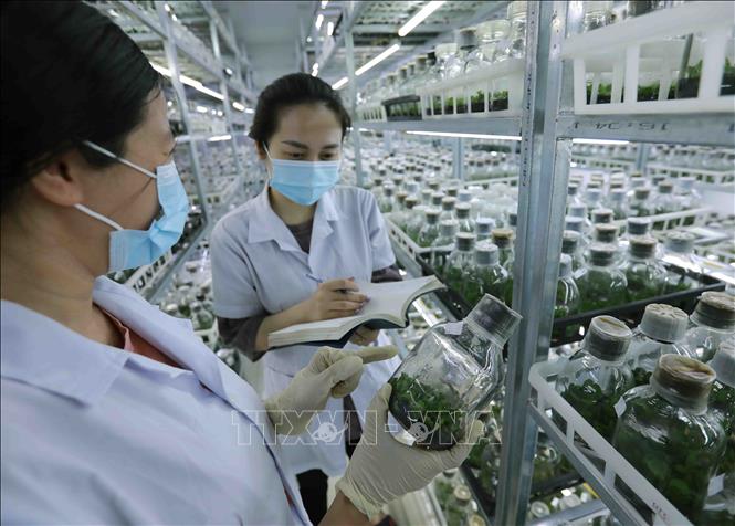 Thực hiện nghiên cứu, lai tạo giống hoa lan bằng phương pháp nuôi cấy mô tại đơn vị thuộc Viện Khoa học Nông nghiệp Việt Nam. Ảnh: Vũ Sinh - TTXVN