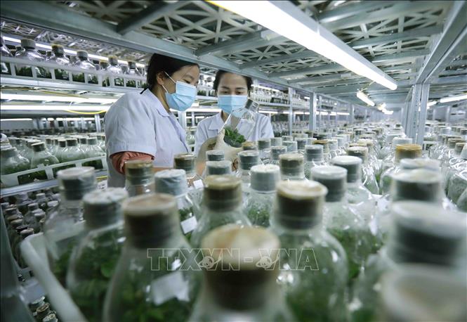 Thực hiện nghiên cứu, lai tạo giống hoa lan bằng phương pháp nuôi cấy mô tại đơn vị thuộc Viện Khoa học Nông nghiệp Việt Nam. Ảnh: Vũ Sinh - TTXVN