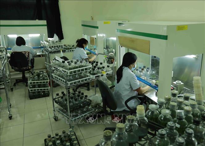 Thực hiện nghiên cứu, lai tạo giống cây trồng tại đơn vị thuộc Viện Khoa học Nông nghiệp Việt Nam. Ảnh: Vũ Sinh - TTXVN