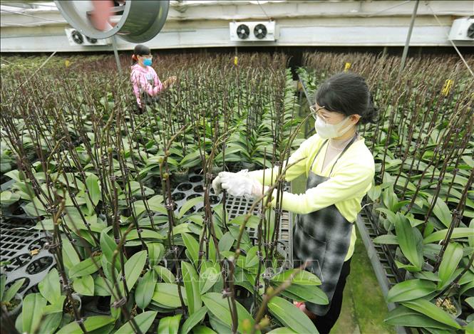 Chăm sóc giống hoa lan được sản xuất bằng phương pháp nuôi cấy mô tại đơn vị thuộc Viện Khoa học Nông nghiệp Việt Nam. Ảnh: Vũ Sinh - TTXVN