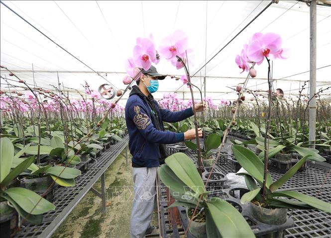 Chăm sóc giống hoa lan được sản xuất bằng phương pháp nuôi cấy mô tại đơn vị thuộc Viện Khoa học Nông nghiệp Việt Nam. Ảnh: Vũ Sinh - TTXVN