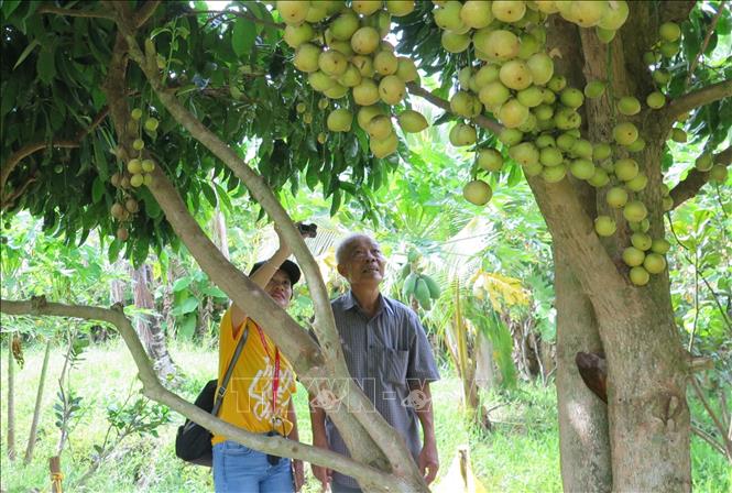 Chú Trần Thanh Liêm – chủ Vườn dâu Ba Liêm ở ấp 10, xã Nguyễn Phích, huyện U Minh giới thiệu với du khách về lịch sử hình thành “vương quốc dâu” Cái Tàu. Ảnh: Minh Hưng - TTXVN
                             