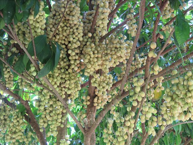 Những cây dâu thuộc giống dâu vàng Cái Tàu lâu đời tại vùng đất xã Nguyễn Phích sai trĩu quả luôn hấp dẫn du khách mỗi khi đến với nơi đây. Ảnh: Minh Hưng - TTXVN
                                