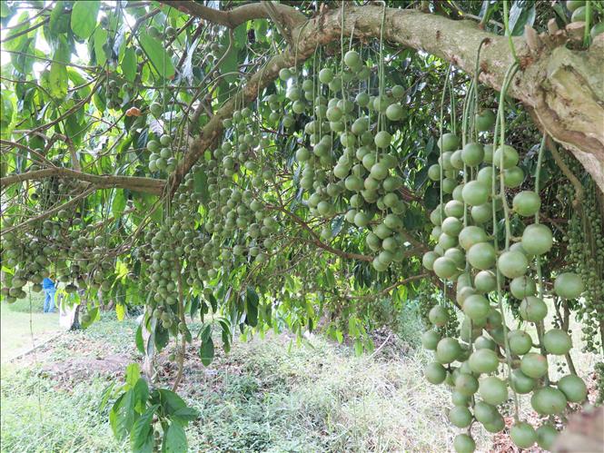 Dâu xanh - giống dâu mới được người dân xã Nguyễn Phích đưa về trồng đã sai trĩu quả mang lại diện mạo mới cho 