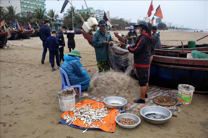 Sản phẩm đánh bắt được trong đợt ra khơi gần bờ. Ảnh: Nguyễn Nam-TTXVN