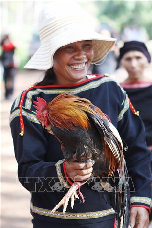 Photo: Rooster is prepared as a gift to god in the ritual. VNA Photo: Dương Giang