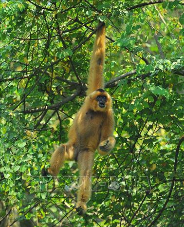 Trong ảnh: Đa dạng các loài động vật tại Khu bảo tồn thiên nhiên đất ngập nước Vân Long, huyện Gia Viễn. Ảnh: Thùy Dung - TTXVN

