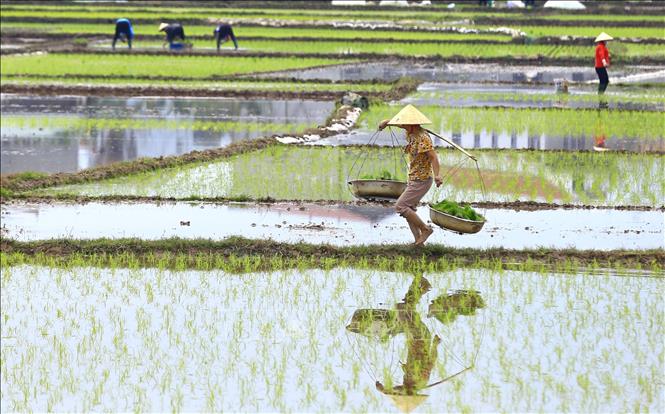 Trong ảnh: Nông dân xã Phùng Nguyên, huyện Lâm Thao, tỉnh Phú Thọ gánh mạ ra ruộng cấy vụ Xuân 2022. Ảnh: Trung Kiên - TTXVN.