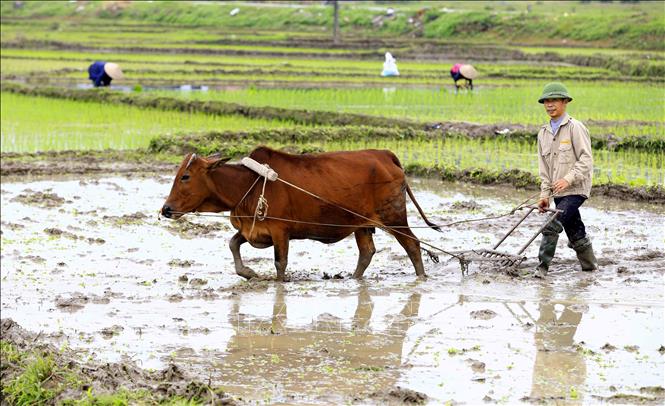 Trong ảnh: Với những thửa ruộng nhỏ, chân ruộng cao, nông dân xã Lam Sơn, huyện Tam Nông, tỉnh Phú Thọ vẫn sử dụng gia súc để làm đất, chuản bị cấy vụ Xuân đầu năm mới 2022. Ảnh: Trung Kiên - TTXVN.
