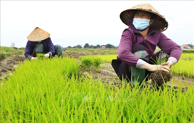 Trong ảnh: Nông dân xã Lam Sơn, huyện Tam Nông, tỉnh Phú Thọ nhổ mạ để chuẩn bị cấy vụ Xuân đầu năm mới 2022. Ảnh: Trung Kiên - TTXVN.