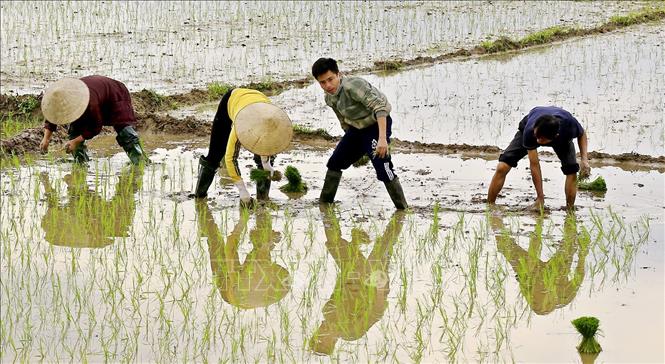 Trong ảnh: Nông dân xã Lam Sơn, huyện Tam Nông, tỉnh Phú Thọ cấy bị cấy vụ Xuân đầu năm mới 2022. Ảnh: Trung Kiên - TTXVN