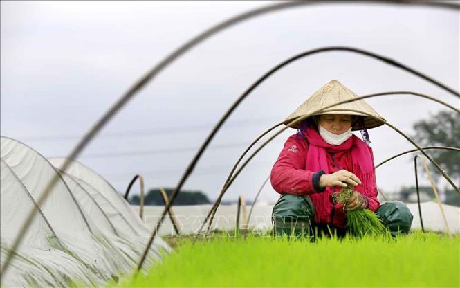Trong ảnh: Nông dân xã Lam Sơn, huyện Tam Nông, tỉnh Phú Thọ nhổ mạ để chuẩn bị cấy vụ Xuân đầu năm mới 2022. Ảnh: Trung Kiên - TTXVN.
