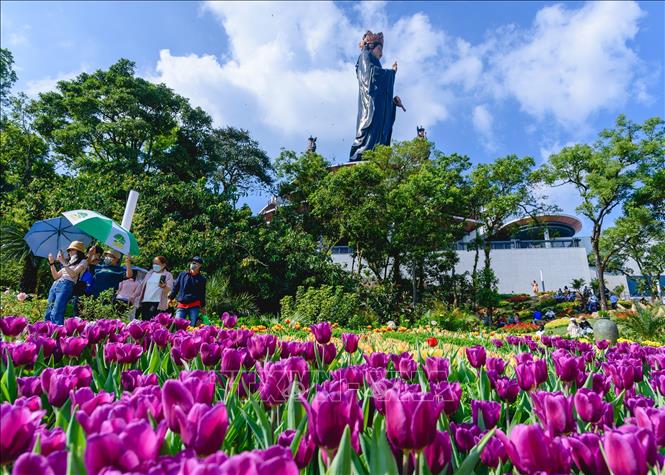 Hoa Tulip lần đầu tiên xuất hiện trên đỉnh núi Bà Đen, đã góp phần tạo sự lý thu cho du khách. Ảnh: Thanh Tân - TTXVN