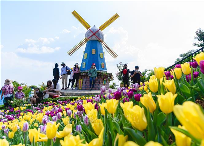Hoa Tulip lần đầu tiên xuất hiện trên đỉnh núi Bà Đen, đã góp phần tạo sự lý thu cho du khách. Ảnh: Thanh Tân - TTXVN
