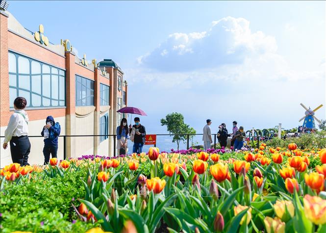 Hoa Tulip lần đầu tiên xuất hiện trên đỉnh núi Bà Đen, đã góp phần tạo sự lý thu cho du khách. Ảnh: Thanh Tân - TTXVN