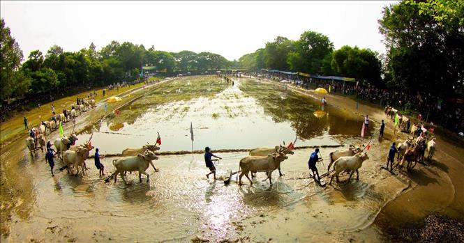 Hội đua bò Bảy Núi (An Giang). Ảnh: Duy Khương – TTXVN