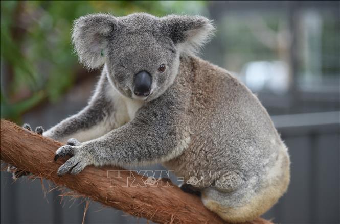 Gấu koala: Hình ảnh gấu koala đáng yêu của chúng tôi sẽ khiến bạn rơi vào hạnh phúc khi đẩy lùi mọi mệt mỏi trong cuộc sống. Hãy xem chúng sải bước trên cành cây và ăn lá eucalyptus với những cử chỉ hết sức đáng yêu. Đừng bỏ qua cơ hội thưởng thức hình ảnh tuyệt vời này!