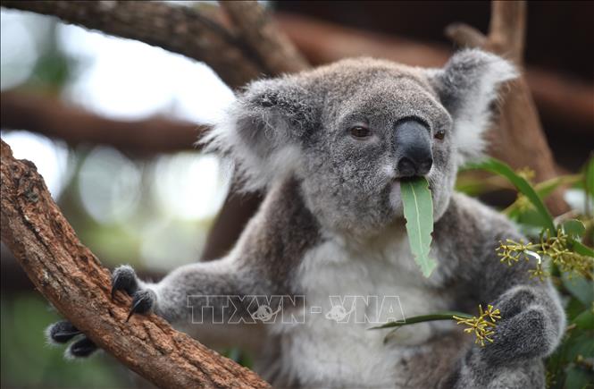 Australia, gấu koala, danh sách: Nếu bạn đam mê động vật hoang dã, thiên nhiên tuyệt đẹp, hay chỉ là muốn có một trải nghiệm đáng nhớ, danh sách các địa điểm du lịch ở Úc với gấu koala sẽ chinh phục trái tim của bạn. Khám phá những cảnh sắc đẹp, độc đáo của Úc và gắn kết với các loài động vật đáng yêu trên chuyến đi này.