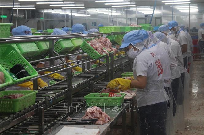 Pangasius exports exceed expectations - VNA Photos - Vietnam News ...