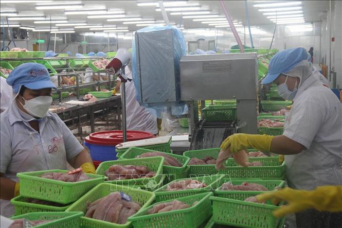 Pangasius exports exceed expectations - VNA Photos - Vietnam News ...