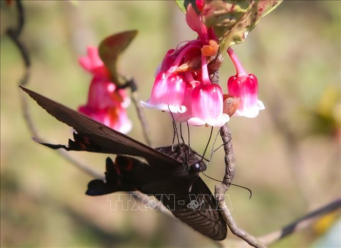 Photo: Bell-shaped peach in Ba Na Hills attracts a butterfly. VNA Photo: Trần Lê Lâm