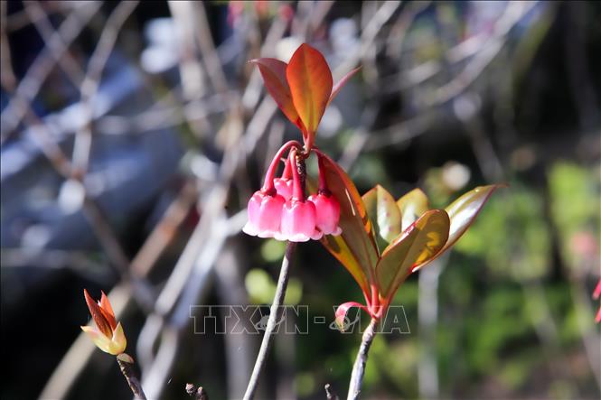 Photo: Bell-shaped peach shine its beauty in the warm spring weather in Ba Na Hills. VNA Photo: Trần Lê Lâm