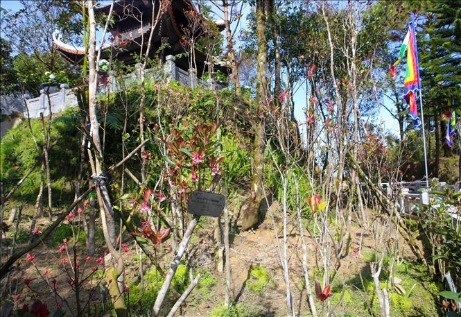 Photo: Bell-shaped peach shine its beauty in the warm spring weather in Ba Na Hills. VNA Photo: Trần Lê Lâm
