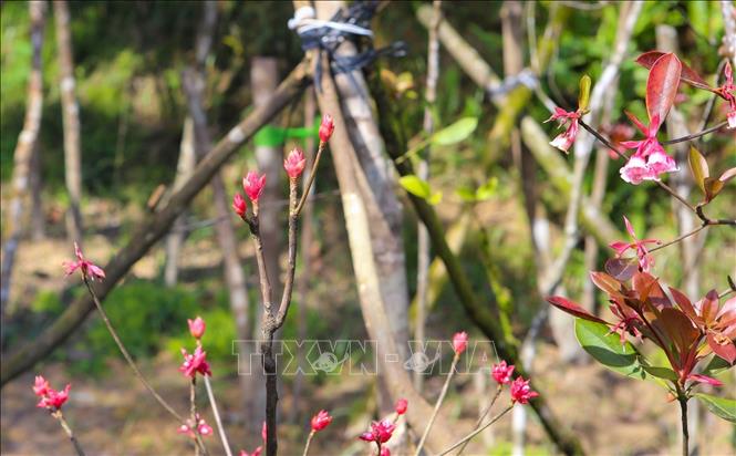Photo: Bell-shaped peach shine its beauty in the warm spring weather in Ba Na Hills. VNA Photo: Trần Lê Lâm
