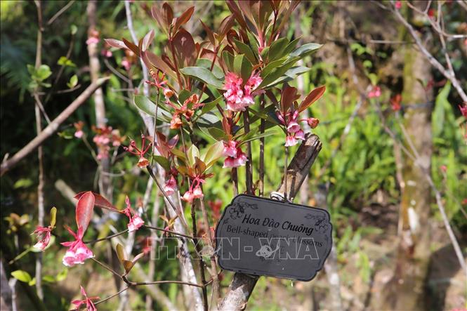 Photo: Bell-shaped peach shine its beauty in the warm spring weather in Ba Na Hills. VNA Photo: Trần Lê Lâm