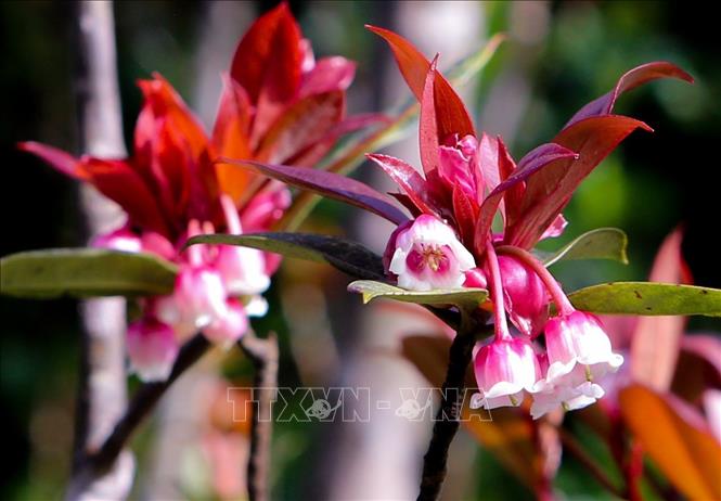 Photo: Bell-shaped peach shine its beauty in the warm spring weather in Ba Na Hills. VNA Photo: Trần Lê Lâm