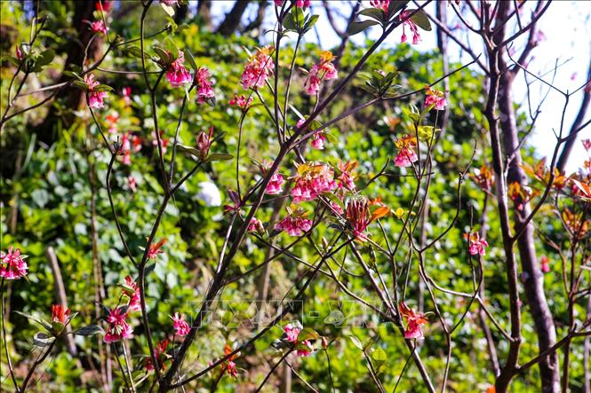 Photo: Bell-shaped peach shine its beauty in the warm spring weather in Ba Na Hills. VNA Photo: Trần Lê Lâm