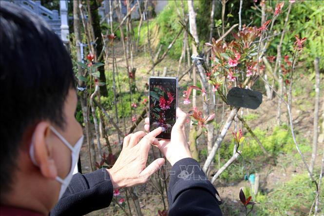 Photo: A tourist takes photos of Bell-shaped peach in Ba Na Hills. VNA Photo: Trần Lê Lâm