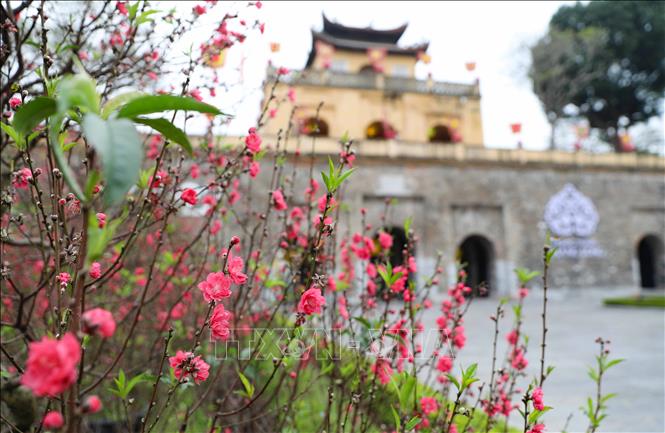 Sắc xuân Hoàng thành Thăng Long. Ảnh: Thanh Tùng - TTXVN