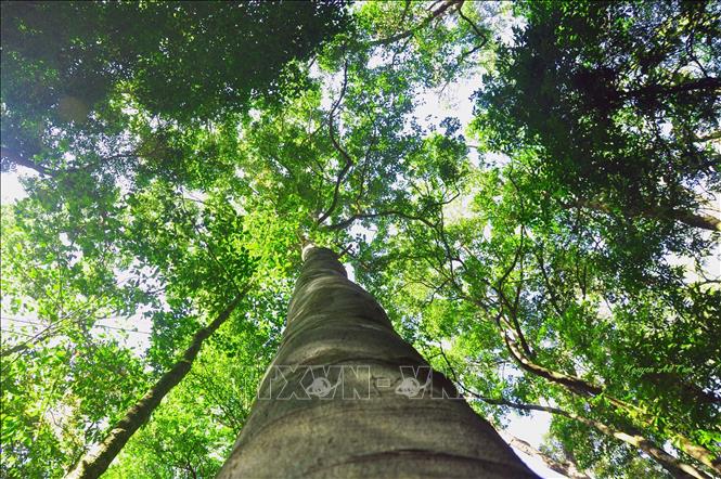 Photo: The Kon Ka Kinh National Park has a relatively intact and rich ecosystem. VNA Photo: Hồng Điệp