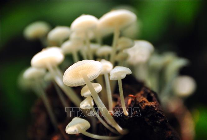 Photo: The Kon Ka Kinh National Park has a relatively intact and rich ecosystem. VNA Photo: Hồng Điệp