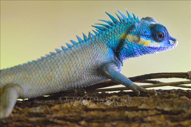Photo: Changeable lizard (Calotes versicolor) is found in Kon Ka Kinh National Park./.